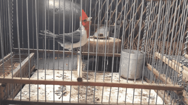 Una de las aves rescatadas.