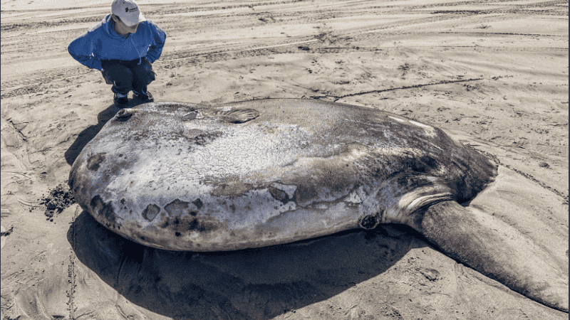 La esperanza de vida de este pez es de diez años.