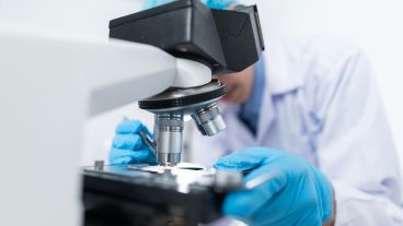 Estas células funcionan como pequeñas “directoras de orquesta” para lograr la homeostasis, según detallaron los investigadores.