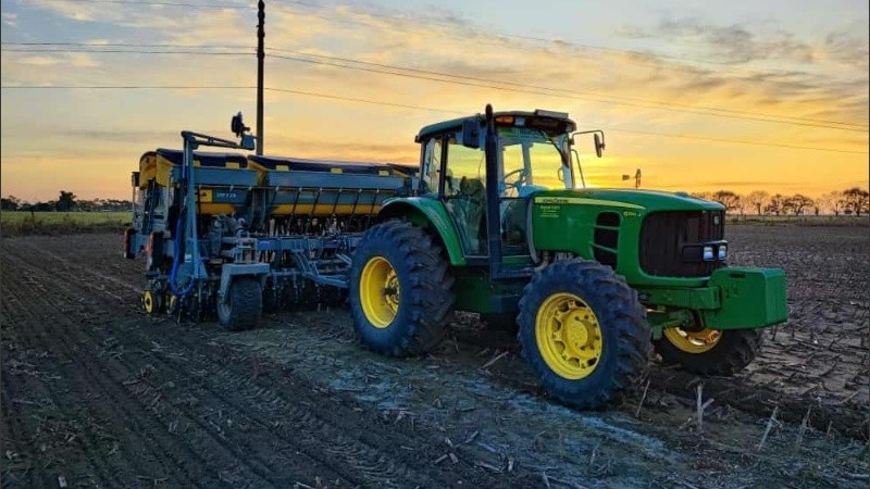 El trigo, uno de los cereales fundamentales en la cadena productiva argentina.