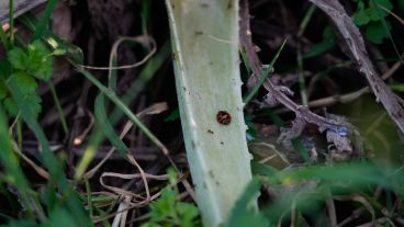El Proyecto Agroecológico Casilda (Paca) encabezado por Marcelo Fratín y su familia, en 11 hectáreas.