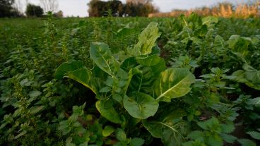 El Proyecto Agroecológico Casilda (Paca) encabezado por Marcelo Fratín y su familia, en 11 hectáreas.