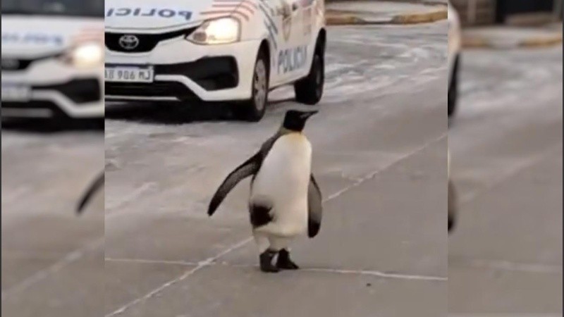 Desde junio, las temperaturas en diversas localidades de Tierra del Fuego no superan los 2°C.