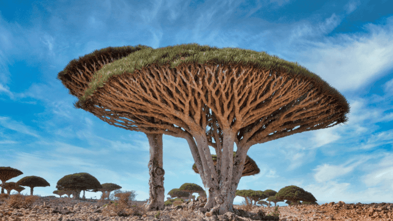 La isla posee una flora y fauna muy singular.