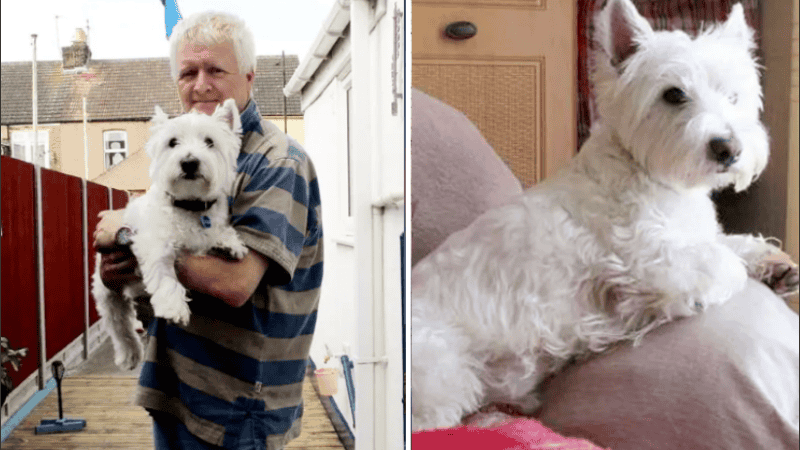 Oscar finalmente se recuperó tras pasar un día de internación en la veterinaria.