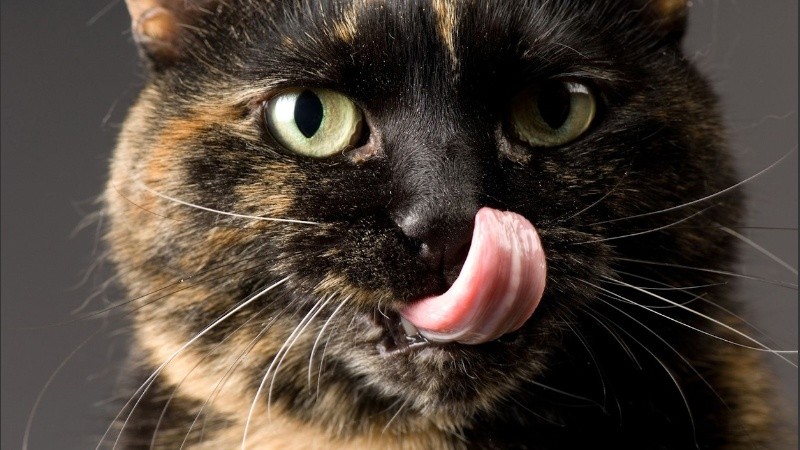 Los gatos celebran su día y los humanos festejamos su hermosa presencia en nuestras vidas.