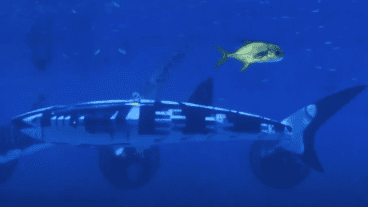 Afirman que el tiburón robótico transformará las operaciones marinas y la investigación científica.