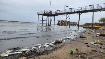 La costa se llenó de peces, que llegaron "atontados" y de repente.