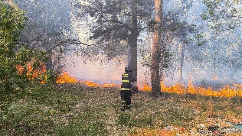 Un nuevo incendio se desató en el Bosque de los Constituyentes, tras el trabajo de los especialistas fue controlado.