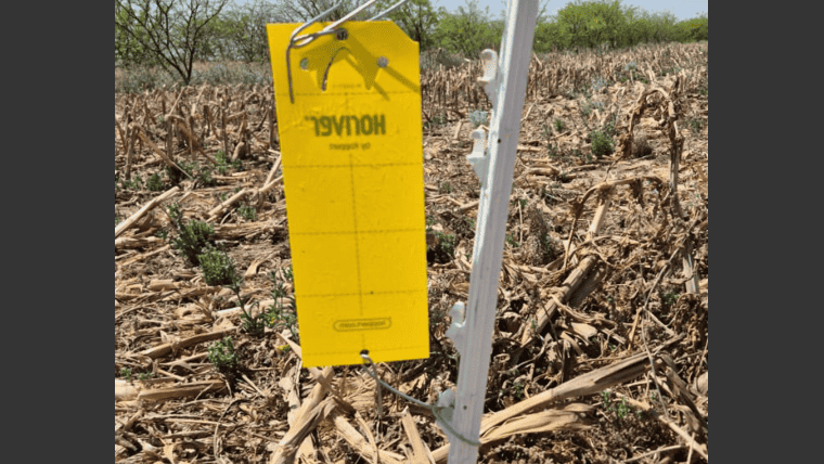 Red de Trampas Amarillas para monitoreo de Chicharrita en el norte de Córdoba (Foto: @gruporioseco)