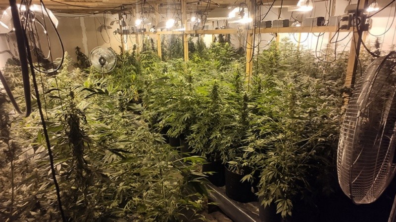 En el galpón allanado se incautaron 269 plantas de marihuana cultivadas en tierra y agua bajo una modalidad conocida como “hidroponía”.