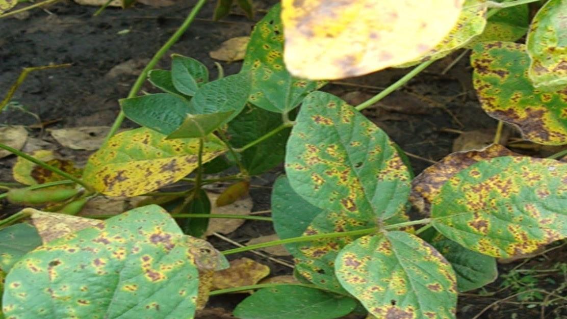 Alerta malezas: confirman que la mancha marrón es resistente a ...