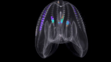 Esperan revelar el mecanismo molecular que impulsa el desarrollo inverso.