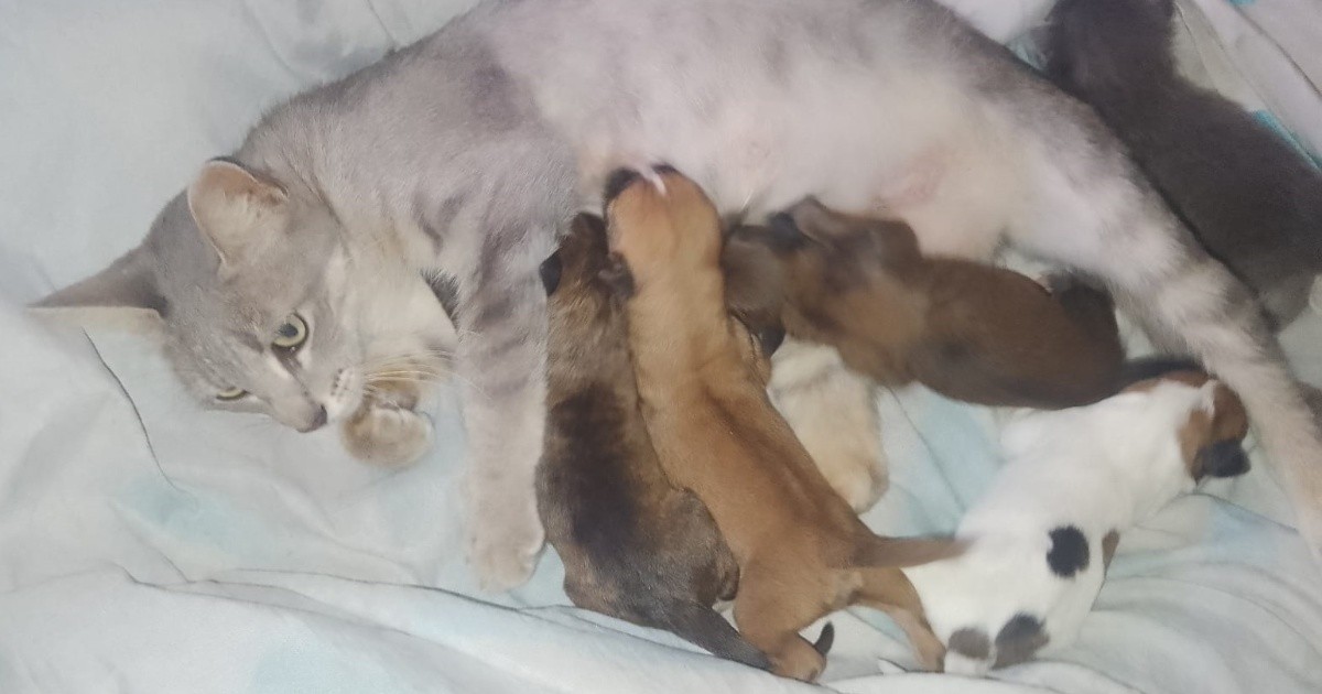 puede un perro amamantar a un gato