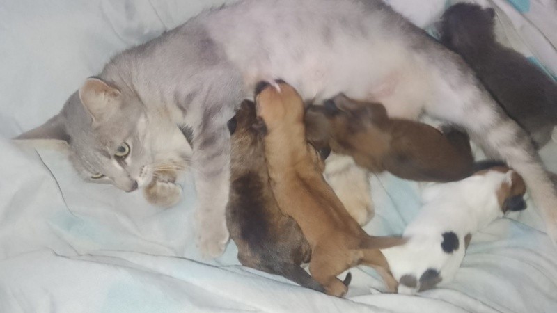 Una imagen que reescribe el dicho 