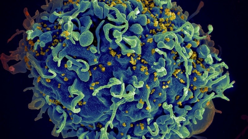 Estos avances están creando condiciones más favorables para avanzar hacia una posible cura.