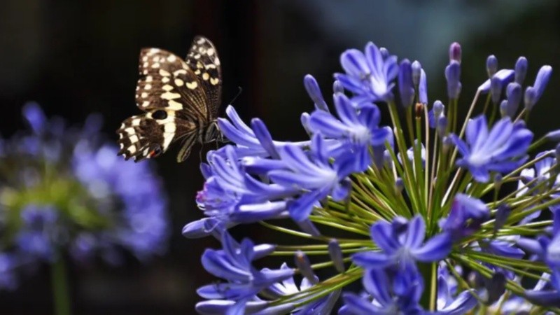 Una planta resistente que puede crecer hasta 1 metro de altura.