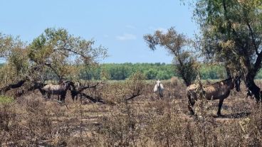 Así quedaron varios sectores de la isla arrasados por el fuego desde el jueves.