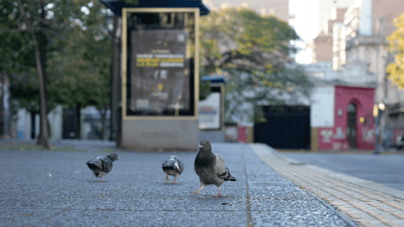 Las palomas no son considerada plaga y entonces el municipio trabaja en controlar su reproducción.
