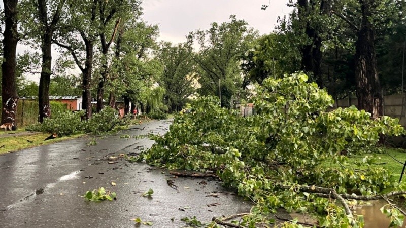 Las calles de la ciudad vecina quedaron cubiertas de ramas.