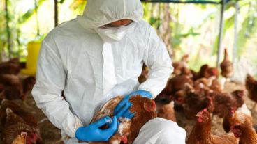 Temor científico a que la gripe aviar mute y se vuelva transmisible entre humanos, potenciando riesgo pandémico.