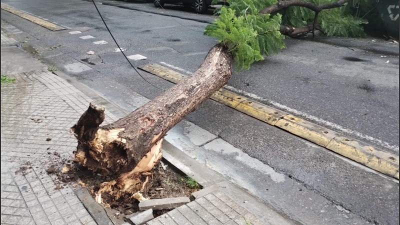 El viento derrumbó ciento de árboles