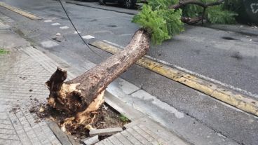 El viento derrumbó ciento de árboles