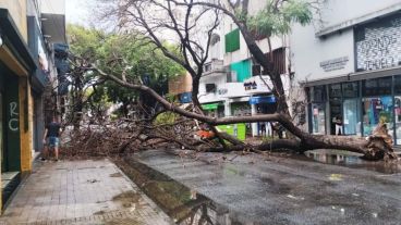 Calle San Luis cortada por la caída de un inmenso árbol