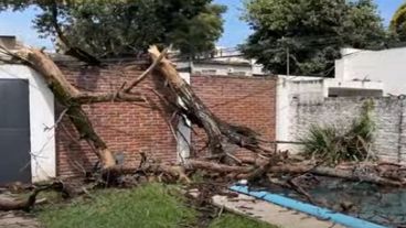 El ejemplar era de gran porte, y quedaron sus ramas y tronco sobre el ingreso y el patio.