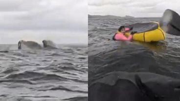 "Vi algo entre azul y blanco que me pasa cerca de la cara y está por un lado y encima. No entendía qué estaba pasando. Entonces me hundo y pensé que me había comido".