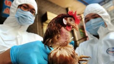 Detección de caso de influenza aviar en aves de traspatio (domésticas) en Maipú en la provincia argentina de Chaco.