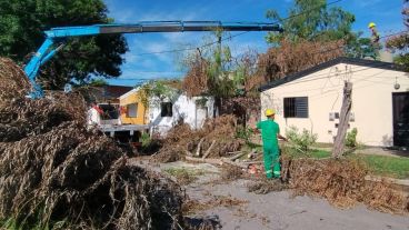 El momento en que personal municipal retiró parte del gran árbol.