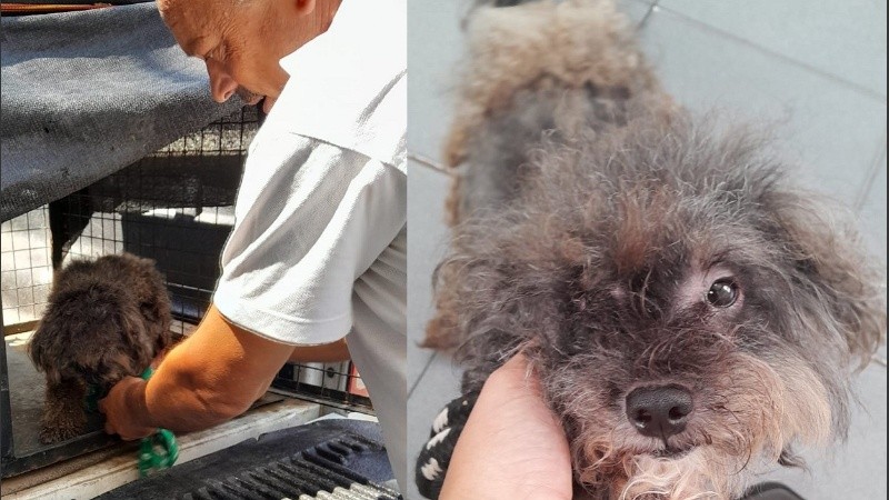 El can fue revisado por el personal de Control tras el rescate y estaba desmejorado.