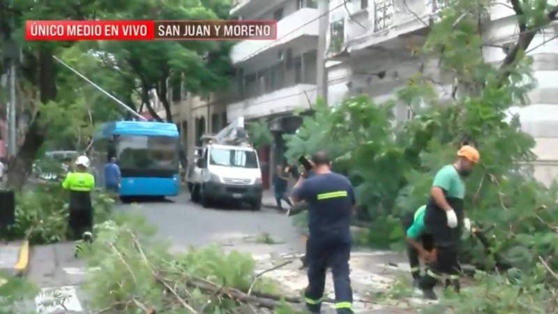 El jacarandá cayó en San Juan y Moreno este martes antes del mediodía.