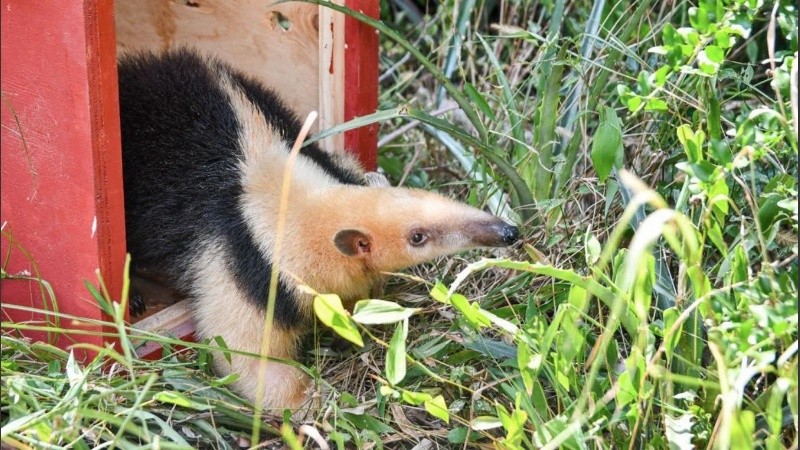 En lo que va del 2025, se liberaron 74 animales: 61 aves y 13 mamíferos.