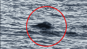 En la imagen se ve algo oscuro que sobresale apenas del agua.