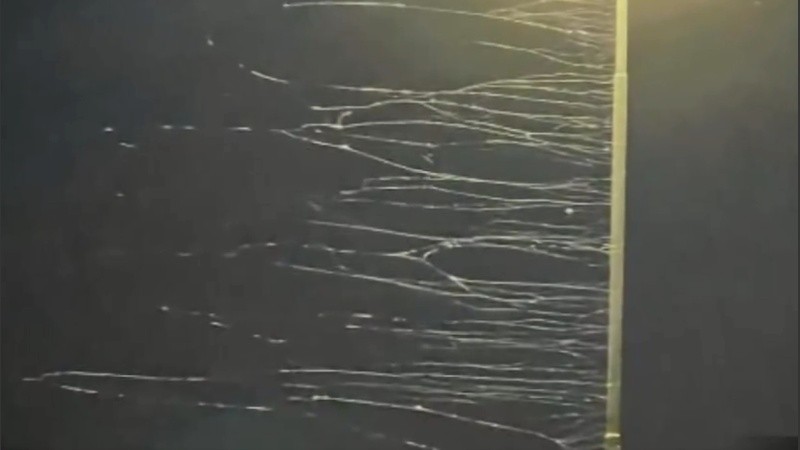 Las babas del diablo vuelan entre los árboles, pero también descienden y se enganchan a lo que se cruzan.