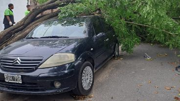 Cayeron 138 árboles y ramas, algunas sobre vehículos en la vía pública.