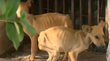 Fueron vistos en las inmediaciones de un domicilio ubicado en Padre Giaccone al 2100, cerca del casino City Center.