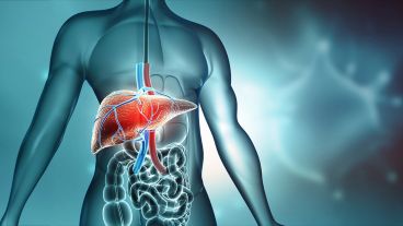 El hígado es esencial para la digestión, el metabolismo y la eliminación de toxinas.