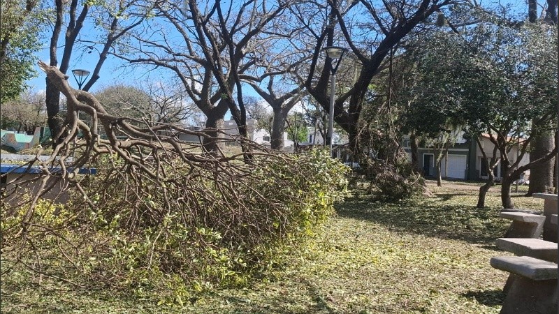 Árboles caídos en diferentes zonas obstruyen aun el paso tras el temporal.