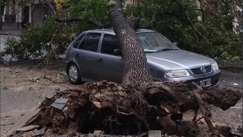 Un árbol se cayó sobre un auto en Roca y Cochabamba.