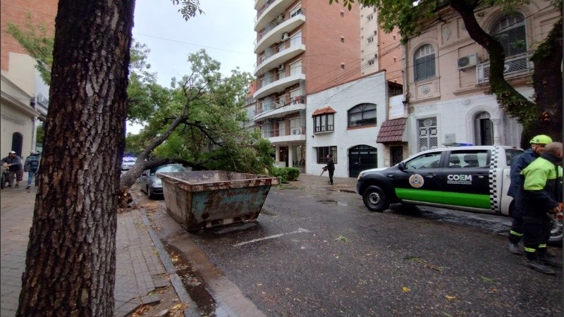 Un árbol se cayó sobre un auto en Roca y Cochabamba.