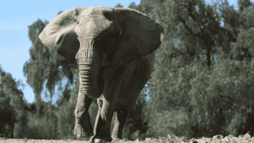 La preparación de Kenya comenzó en 2017 con entrenamientos, revisiones veterinarias y obtención de muestras para el Certificado Veterinario Internacional.