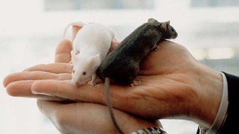 El descubrimiento podría contribuir al desarrollo de nuevos tratamientos para el dolor crónico y explicar por qué algunos analgésicos funcionan mejor en mujeres que en hombres.