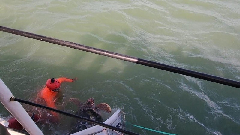 El momento en que Jorge regresó a aguas abiertas.