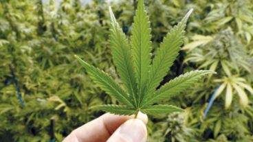 El cannabis se extrae del cáñamo mediante distintos procesos químicos o infusión, y tiene numerosos usos documentados en la medicina, además del consumo personal.