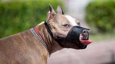 La legislación provincial establece que los perros de razas potencialmente peligrosas deben ser paseados con bozal y una correa o cadena de no más de un metro, que no sea extensible.