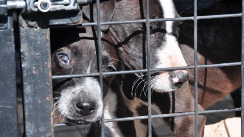 Los dos cachorros rescatados en un edificio Fonavi de la zona sur de Rosario.