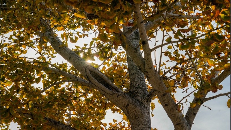 Luz dorada proyecta el sol entre los árboles.